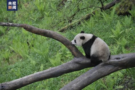 张志和 侯蓉|饲养员变身“熊猫人”为哪般？野放之路尽是艰辛